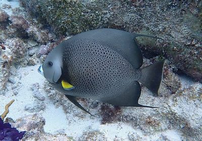 Gray-angelfish