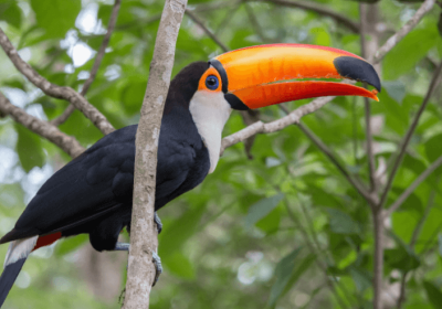 toucan